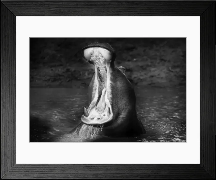 Framed Print : Hippopotamus - mouth open. Maasai Mara - Kenya. Black & White Framed Print : Hippopotamus - mouth open. Maasai Mara - Kenya. Black & White