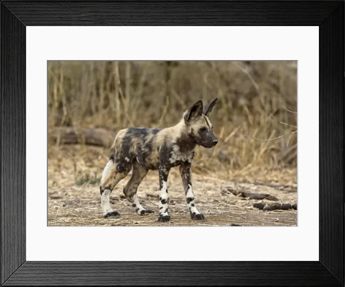 Framed Print : Wild Dog - pup standing - Mashatu Game Reserve - Botswana Framed Print : Wild Dog - pup standing - Mashatu Game Reserve - Botswana
