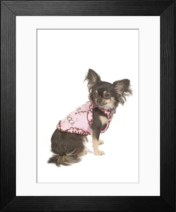 Framed Print : Dog - long-haired chihuahua in studio wearing t-shirt Framed Print : Dog - long-haired chihuahua in studio wearing t-shirt
