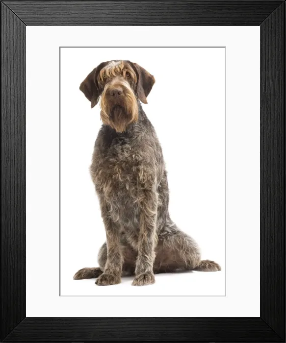 Framed Print : Dog - Korthal Griffon - in studio Framed Print : Dog - Korthal Griffon - in studio