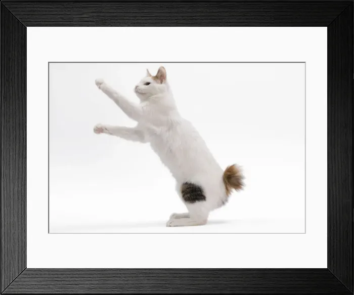 Framed Print : Cat - Japanese Bobtail in studio Framed Print : Cat - Japanese Bobtail in studio