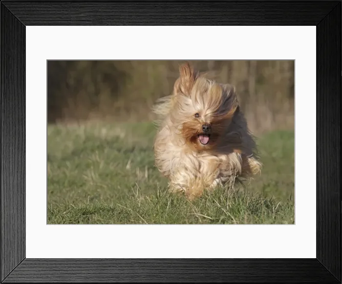 Framed Print : Dog - Bichon Havanais / Havanese - running towards camera Framed Print : Dog - Bichon Havanais / Havanese - running towards camera