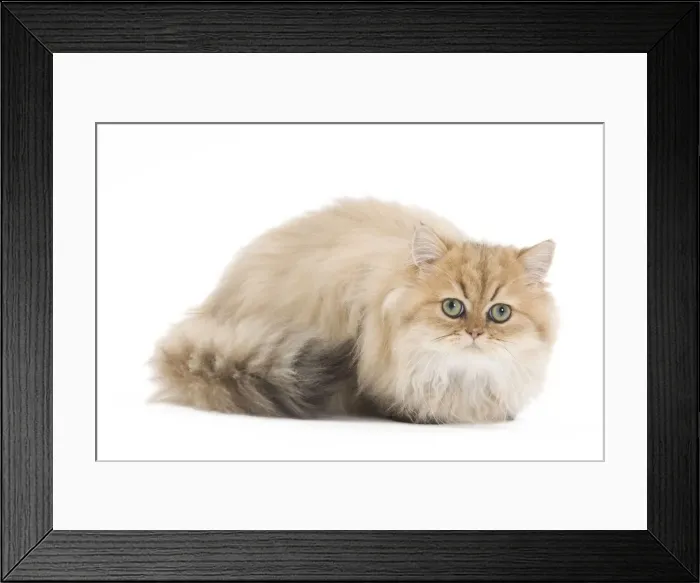 Framed Print : Cat- Persian in studio Framed Print : Cat- Persian in studio
