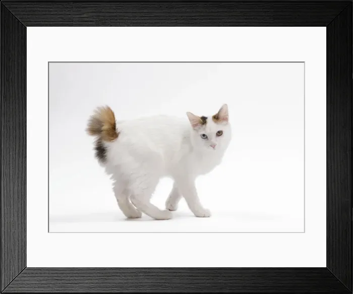 Framed Print : Cat - Japanese Bobtail in studio - different colour eyes Framed Print : Cat - Japanese Bobtail in studio - different colour eyes