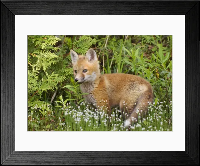 Framed Print : Red Fox - young pup - spring - northern Maine - USA Framed Print : Red Fox - young pup - spring - northern Maine - USA