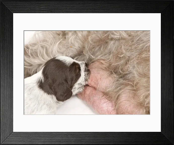 Framed Print : Dog - Korthal Griffon female with puppy suckling - in studio Framed Print : Dog - Korthal Griffon female with puppy suckling - in studio
