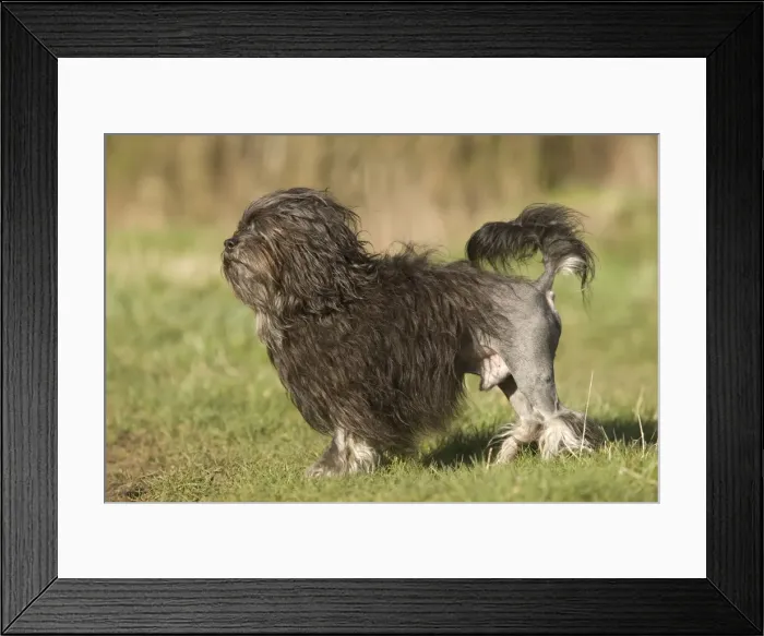 Framed Print : Dog - Lowchen / Little Lion Dog Framed Print : Dog - Lowchen / Little Lion Dog