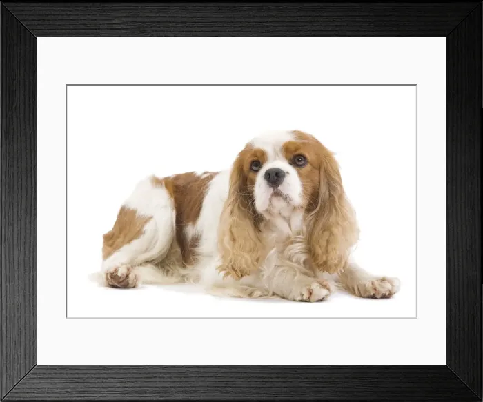 Framed Print : Dog - Cavalier King Charles Spaniel - in studio Framed Print : Dog - Cavalier King Charles Spaniel - in studio