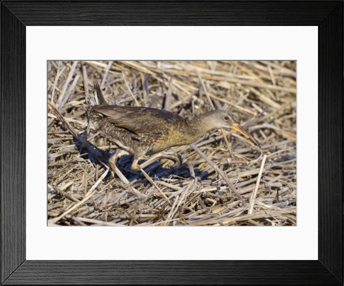 Framed Print : Clapper Rail. Connecticut, USA in June Framed Print : Clapper Rail. Connecticut, USA in June