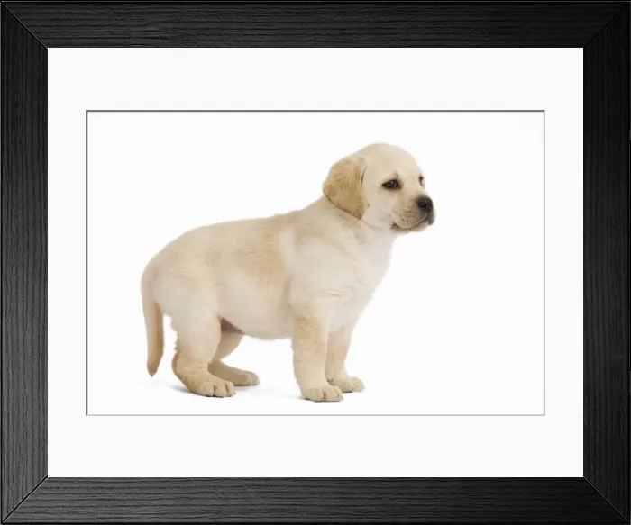 Framed Print : Dog - Labrador puppy in studio Framed Print : Dog - Labrador puppy in studio