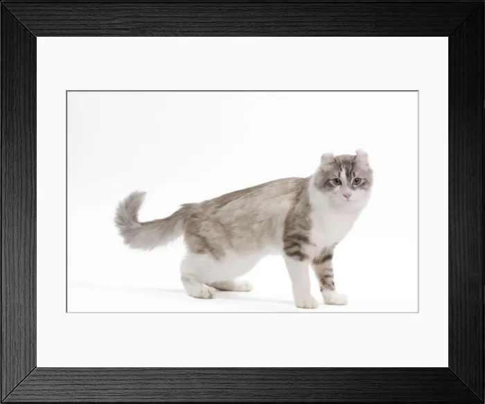 Framed Print : Cat - American curl in studio