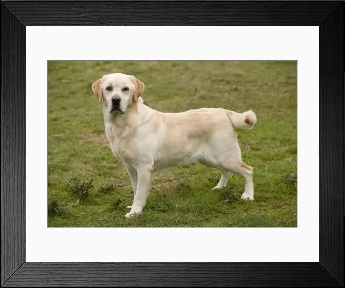 Framed Print : Dog - Yellow Labrador Framed Print : Dog - Yellow Labrador