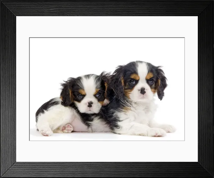 Framed Print : Dog - Cavalier King Charles Spaniels - in studio Framed Print : Dog - Cavalier King Charles Spaniels - in studio