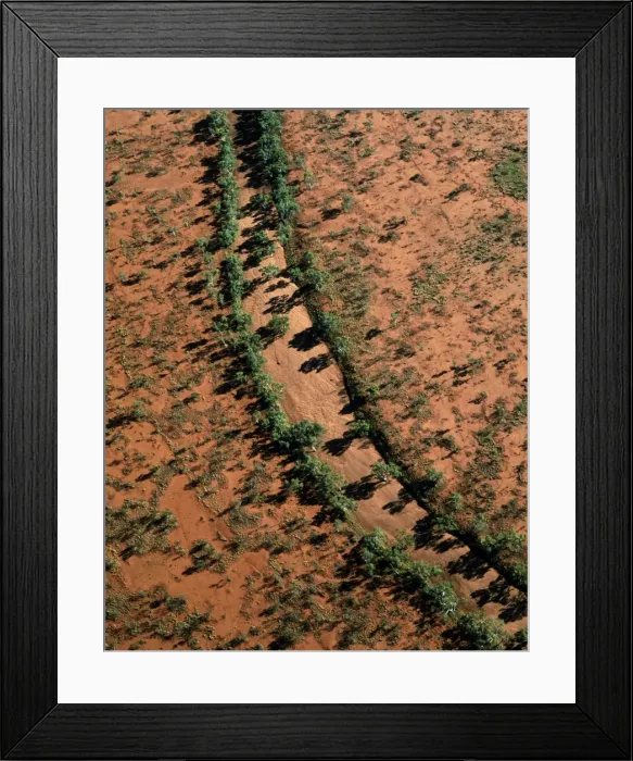 Framed Print : Aerial - Red river Gum - Growing along river bed, Central Australian Desert, Western Australia JPF44855