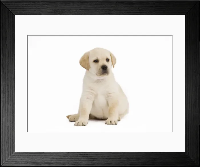Framed Print : Dog - Labrador puppy in studio Framed Print : Dog - Labrador puppy in studio