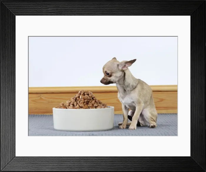 Framed Print : DOG. Chihuahua looking at large bowl of food Framed Print : DOG. Chihuahua looking at large bowl of food