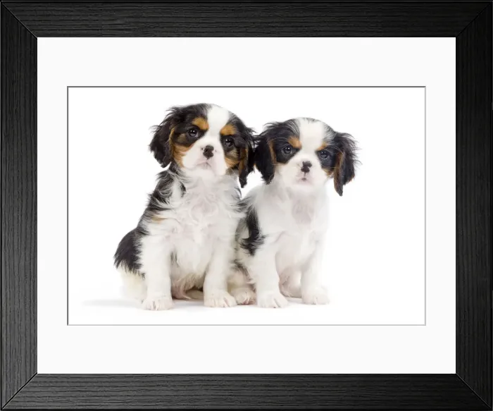 Framed Print : Dog - Cavalier King Charles Spaniels - in studio Framed Print : Dog - Cavalier King Charles Spaniels - in studio