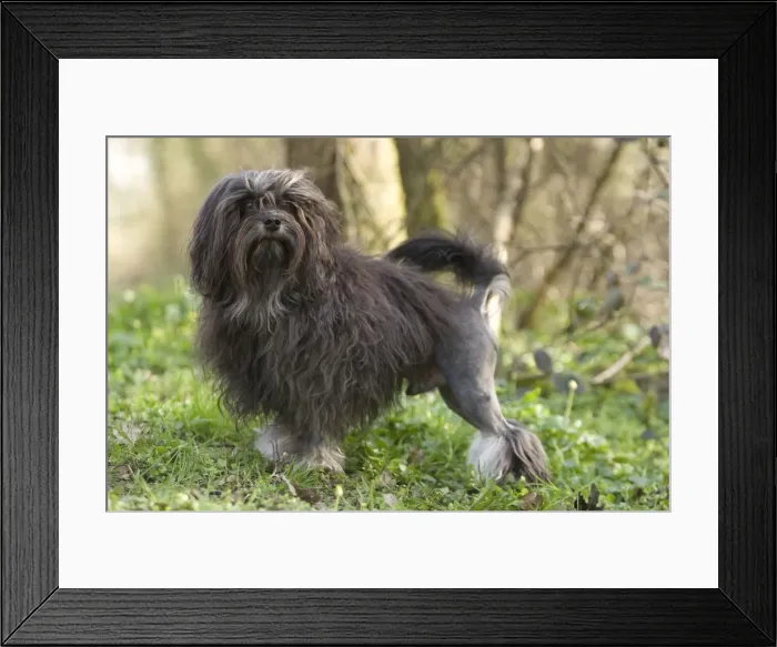 Framed Print : Dog - Lowchen / Little Lion Dog Framed Print : Dog - Lowchen / Little Lion Dog