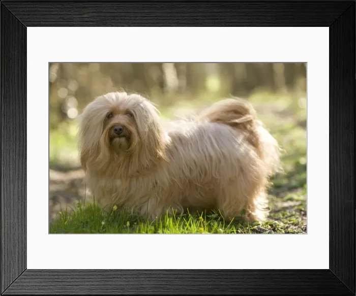 Framed Print : Dog - Bichon Havanais / Havanese Framed Print : Dog - Bichon Havanais / Havanese