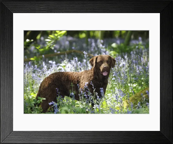 Framed Print : DOG. Cheasapeake bay retriever standing in forget me nots
