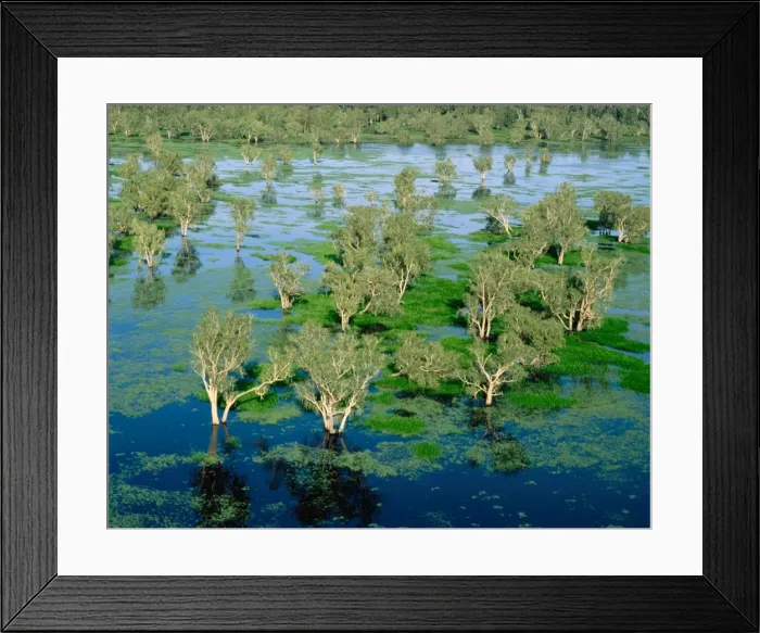 Framed Print : Magela Creek wetlands, Paperbark swamp (Melaleuca spp forest, M. cajuputi, M. leucadendra) aerial, wet season, Kakadu National Park (World Heritage Area), Northern Territory, Australia JPF51122 Framed Print : Magela Creek wetlands, Paperbark swamp (Melaleuca spp forest, M. cajuputi, M. leucadendra) aerial, wet season, Kakadu National Park (World Heritage Area), Northern Territory, Australia JPF51122