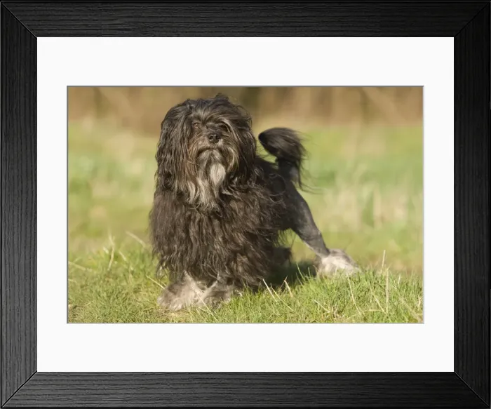 Framed Print : Dog - Lowchen / Little Lion Dog Framed Print : Dog - Lowchen / Little Lion Dog