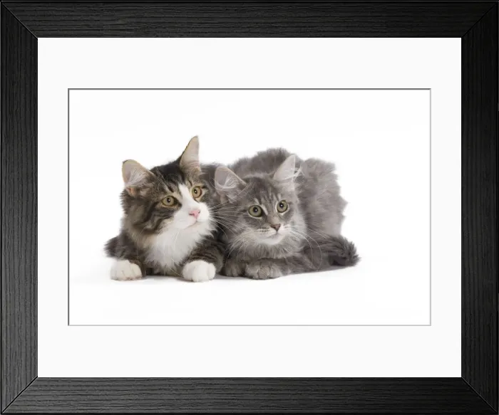 Framed Print : Cat - 8 week old Siberian kittens in studio Framed Print : Cat - 8 week old Siberian kittens in studio