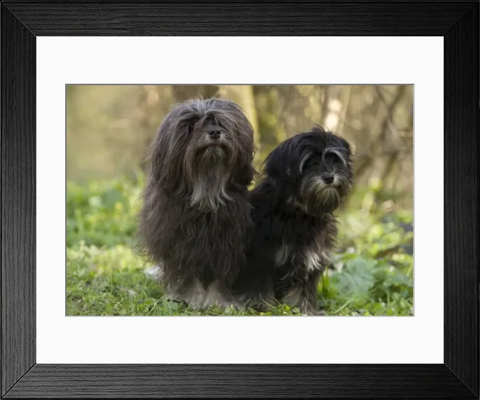 Framed Print : Dog - Lowchen / Little Lion Dog - adult and six month old puppy Framed Print : Dog - Lowchen / Little Lion Dog - adult and six month old puppy