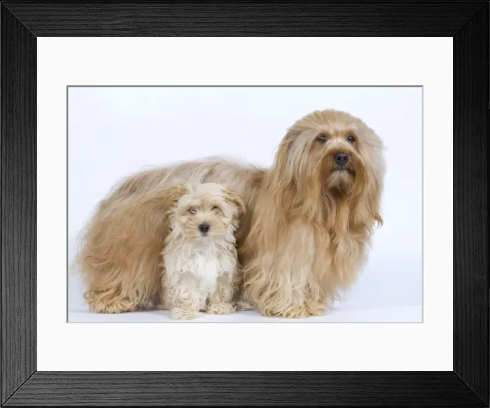 Framed Print : Dog - Bichon Havanais / Havanese adult & puppy in studio Framed Print : Dog - Bichon Havanais / Havanese adult & puppy in studio
