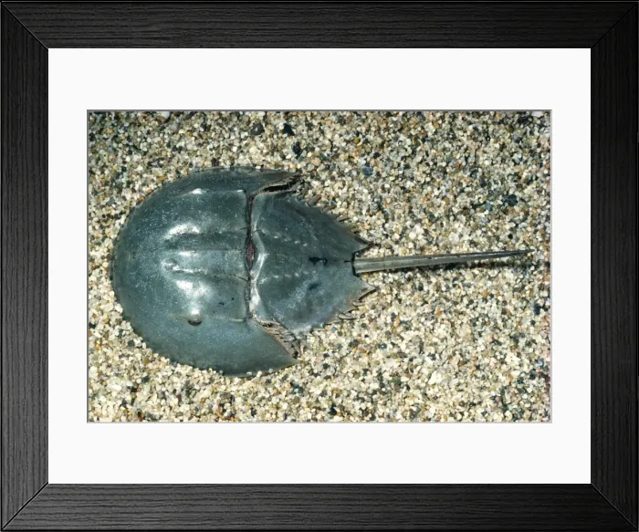 Framed Print : Horseshoe Crab KEL 264 Ocean bottom, East coast of Florida (Merostomata) (Limulus polyphemus) © Ken Lucas / ARDEA LONDON Framed Print : Horseshoe Crab KEL 264 Ocean bottom, East coast of Florida (Merostomata) (Limulus polyphemus) © Ken Lucas / ARDEA LONDON