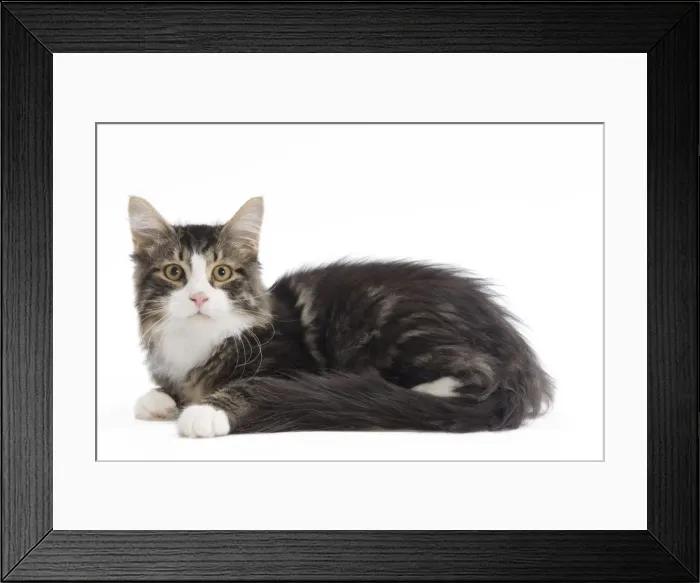 Framed Print : Cat - 8 week old Siberian kitten in studio Framed Print : Cat - 8 week old Siberian kitten in studio