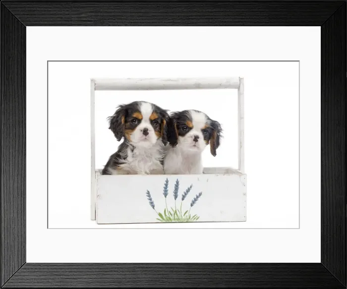 Framed Print : Dog - Cavalier King Charles Spaniels - in studio in flowerbox Framed Print : Dog - Cavalier King Charles Spaniels - in studio in flowerbox