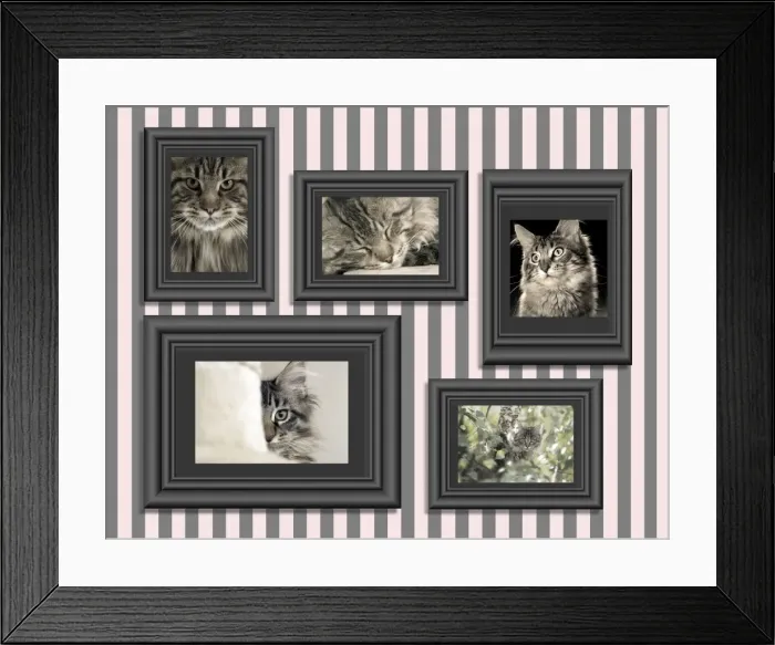 Framed Print : Cat - pictures of Cats in frames on wall Framed Print : Cat - pictures of Cats in frames on wall