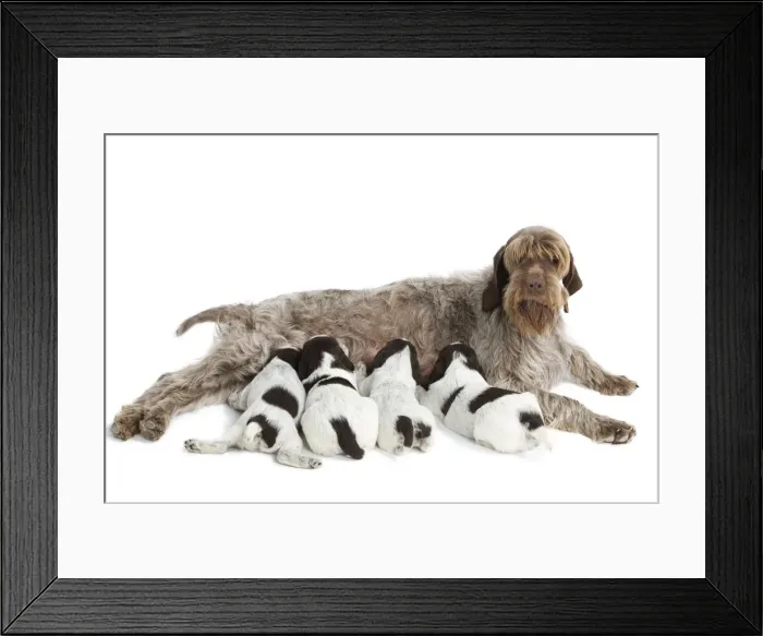 Framed Print : Dog - Korthal Griffon female with puppies suckling - in studio Framed Print : Dog - Korthal Griffon female with puppies suckling - in studio