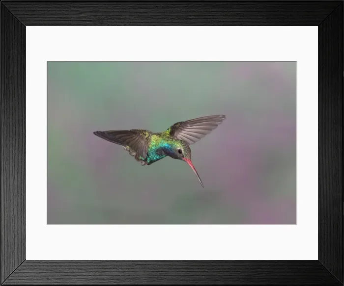 Framed Print : Broad-billed Hummingbird - adult male in flight. Southeast Arizona in March Framed Print : Broad-billed Hummingbird - adult male in flight. Southeast Arizona in March