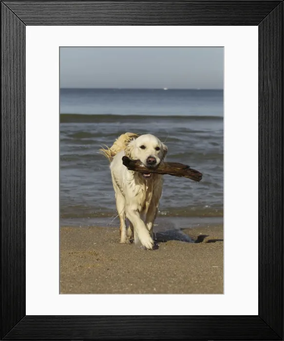 Framed Print : Dog - Golden Retreiver on beach carrying stick Framed Print : Dog - Golden Retreiver on beach carrying stick
