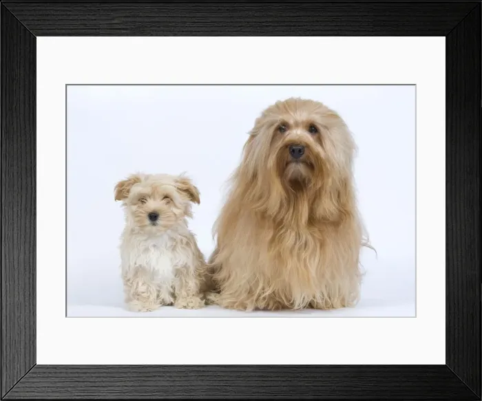 Framed Print : Dog - Bichon Havanais / Havanese adult & puppy in studio Framed Print : Dog - Bichon Havanais / Havanese adult & puppy in studio