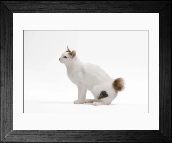 Framed Print : Cat - Japanese Bobtail in studio Framed Print : Cat - Japanese Bobtail in studio