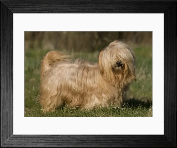 Framed Print : Dog - Bichon Havanais / Havanese Framed Print : Dog - Bichon Havanais / Havanese