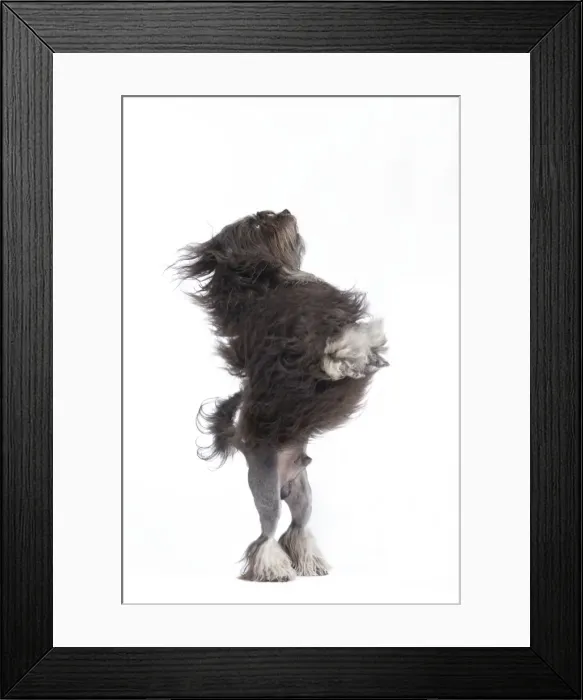 Framed Print : Dog - Lowchen / Little Lion Dog in studio on hind legs Framed Print : Dog - Lowchen / Little Lion Dog in studio on hind legs