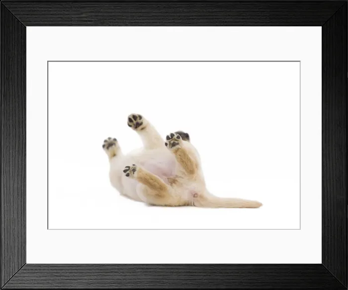 Framed Print : Dog - Labrador puppy in studio rolling on back Framed Print : Dog - Labrador puppy in studio rolling on back