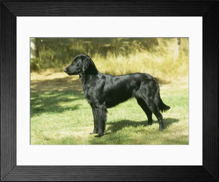 Framed Print : Dog 10714 Flat-coated Retriever © John Daniels / ARDEA LONDON Framed Print : Dog 10714 Flat-coated Retriever © John Daniels / ARDEA LONDON