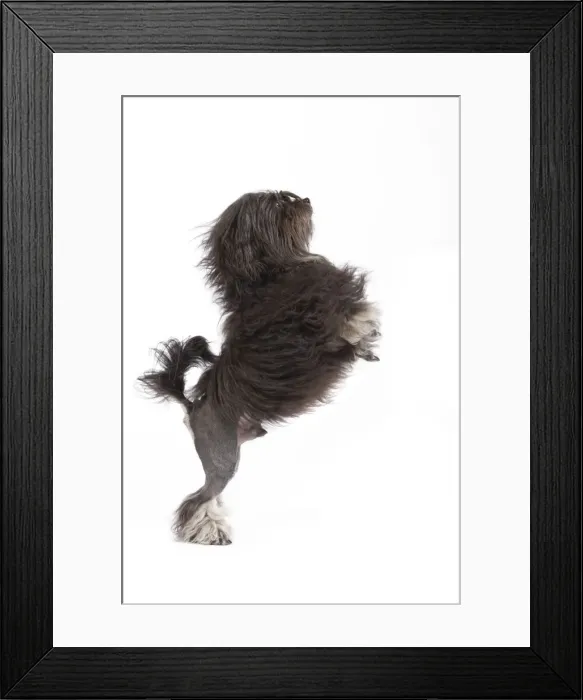 Framed Print : Dog - Lowchen / Little Lion Dog in studio on hind legs Framed Print : Dog - Lowchen / Little Lion Dog in studio on hind legs