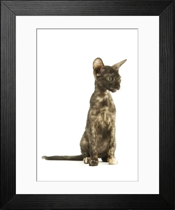 Framed Print : Cat - Oriental tortie seal kitten in studio Framed Print : Cat - Oriental tortie seal kitten in studio