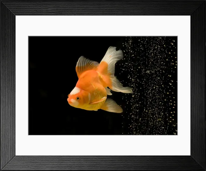 Framed Print : Fish - goldfish - black background & bubbles Framed Print : Fish - goldfish - black background & bubbles