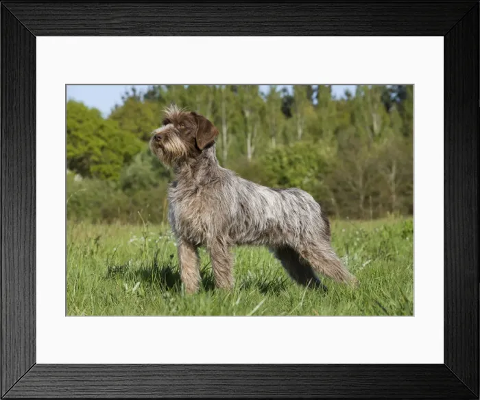 Framed Print : Dog - Korthal Griffon Framed Print : Dog - Korthal Griffon