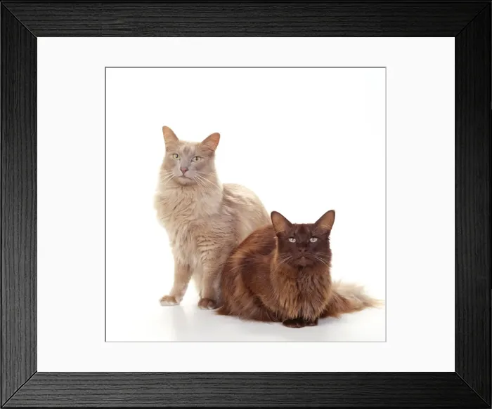 Framed Print : Angora - Fawn and Chocolate Cats JD 14530 © John Daniels / ARDEA LONDON Framed Print : Angora - Fawn and Chocolate Cats JD 14530 © John Daniels / ARDEA LONDON