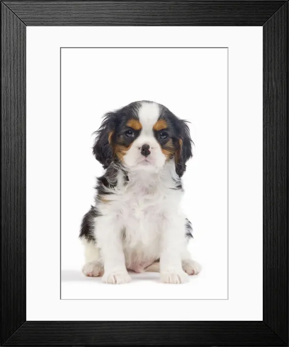 Framed Print : Dog - Cavalier King Charles Spaniel - in studio