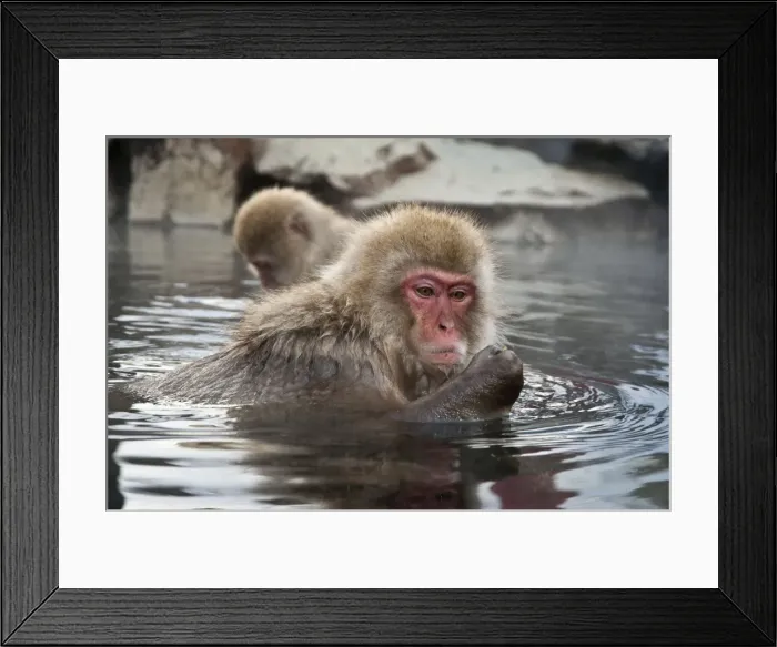 Framed Print : Japanese Macaque - in pool with food in hand - Jigokudani Park - Japan Framed Print : Japanese Macaque - in pool with food in hand - Jigokudani Park - Japan