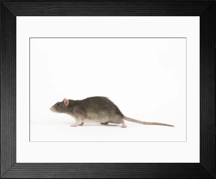 Framed Print : Rat in studio Framed Print : Rat in studio